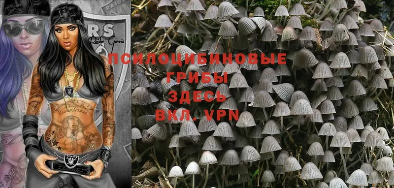 Псилоцибиновые грибы MAGIC MUSHROOMS  купить закладку  Каргат 